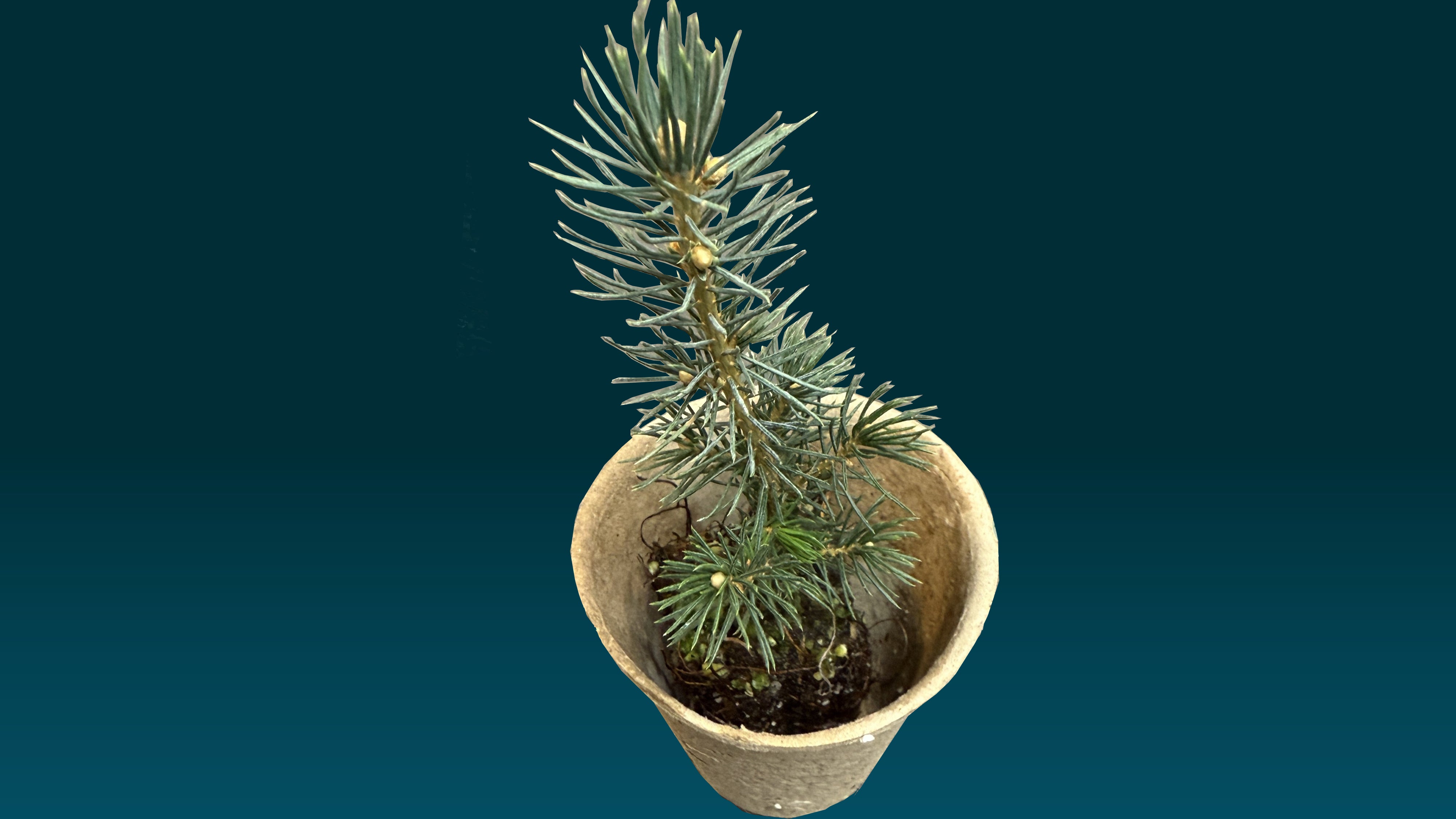 Seedling for Tree Giveaway 2026