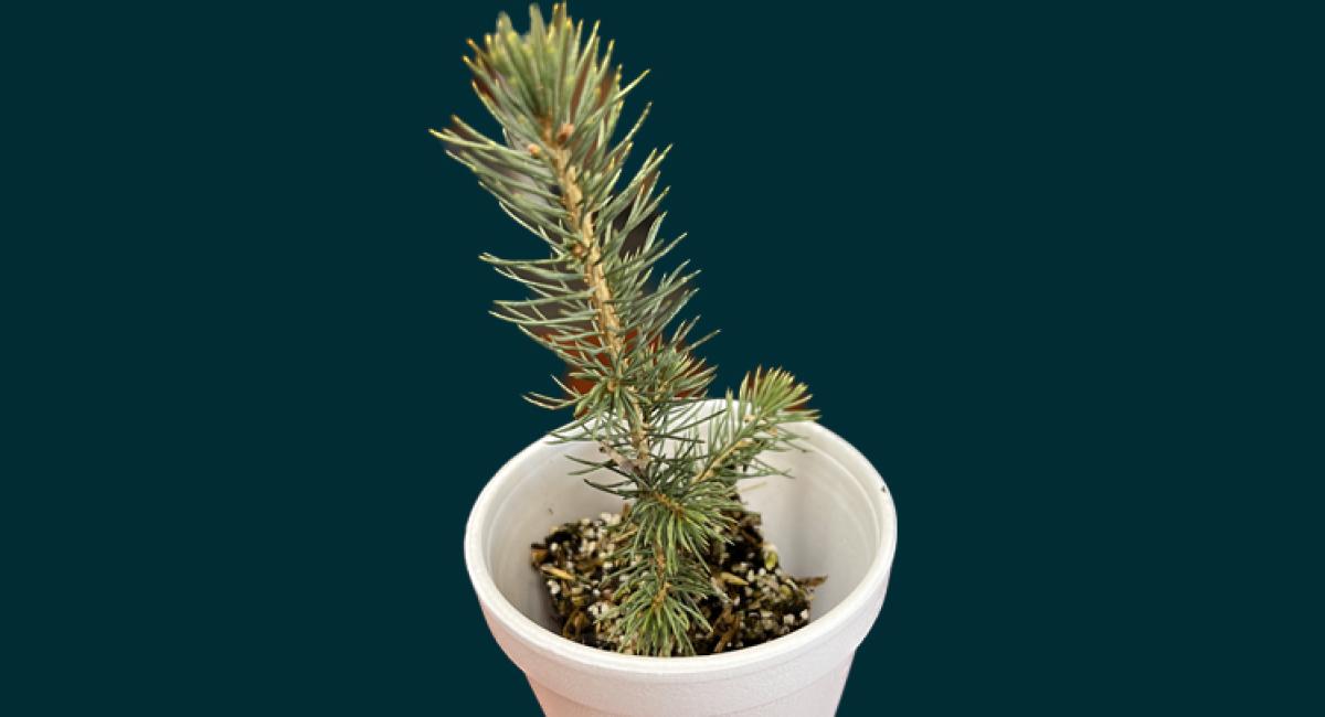 Seedling in cup