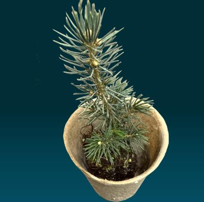 Seedling for Tree Giveaway 2026