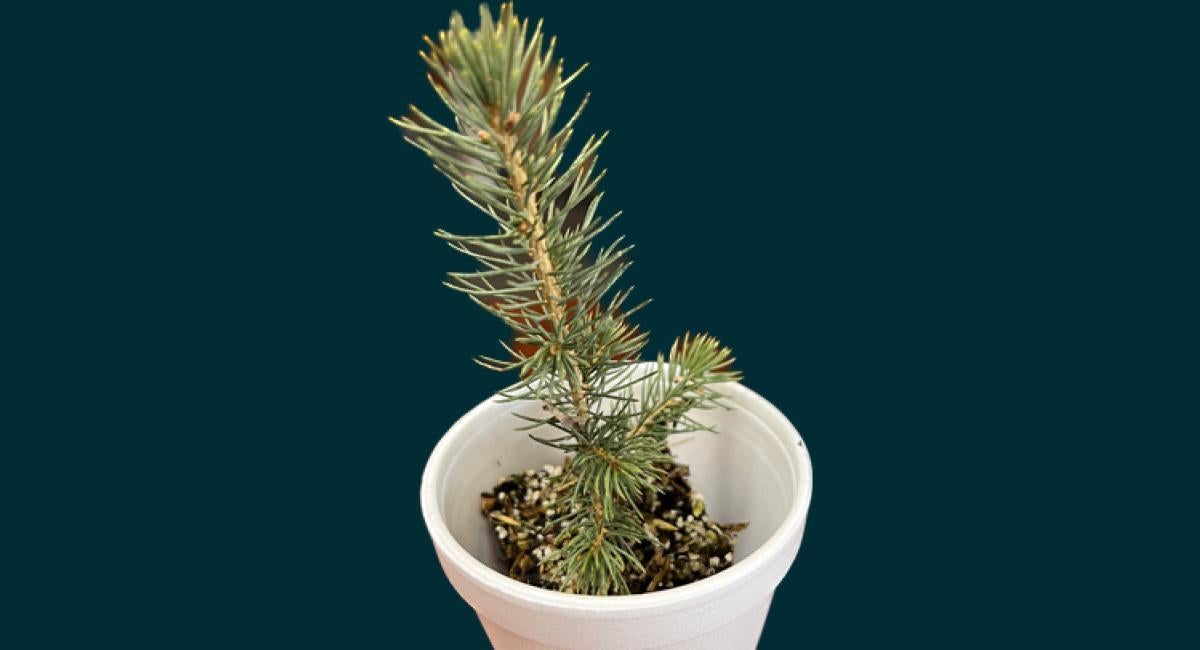 seedling-in-cup-news-article