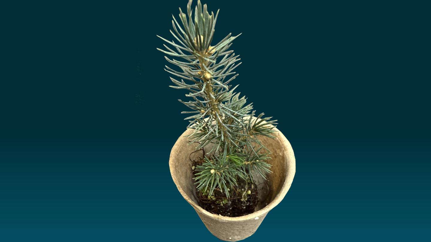 Seedling for Tree Giveaway 2026